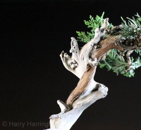 juniper bonsai detail